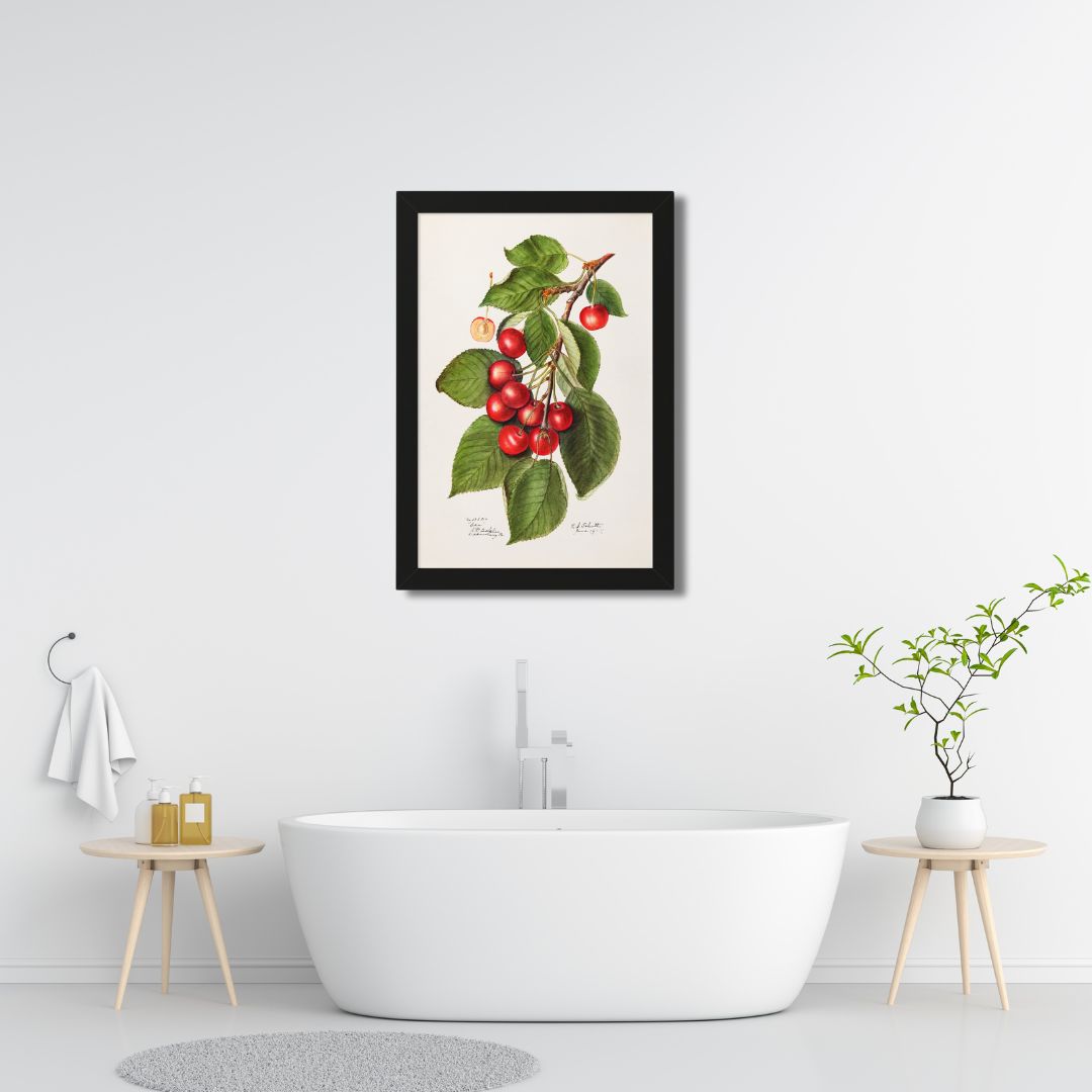 Vintage cherries botanical print framed in a bright white bathroom with a tub.